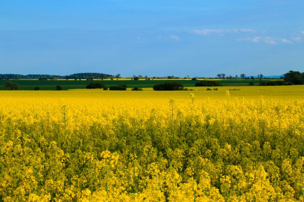 Polskie pola Polish cultivated fields | FotoKieltyka.plFotoKieltyka.pl