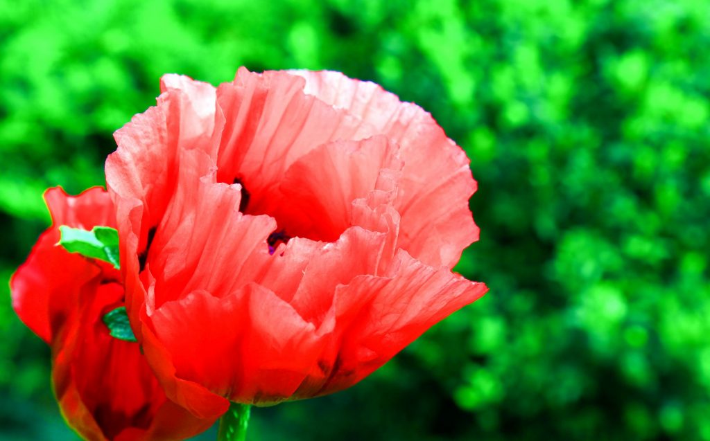 Kwiaty <br><i> Flowers</i>