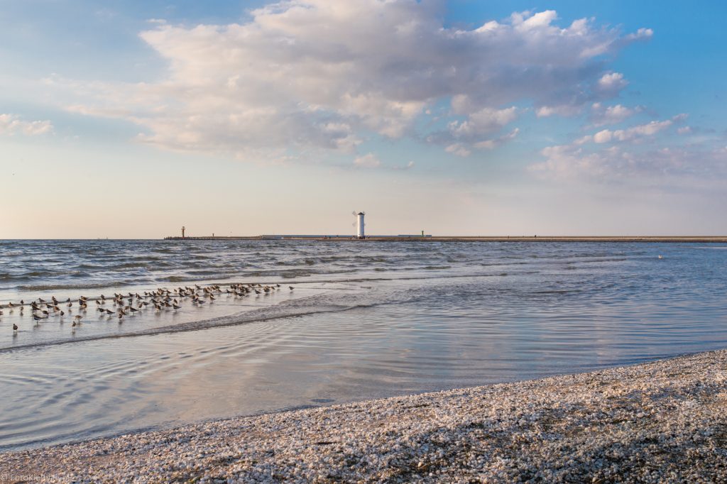 Mewy przy brzegu plaży w Świnoujściu, łagodne fale i falochron na horyzoncie.